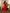 Red Cotton Flower Applique Tube Kurta