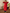 Red Blue Linen Asymmetrical Kurta Set